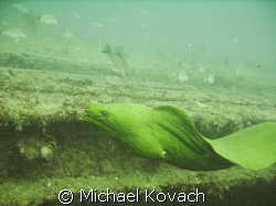 Green Moray Eel named "Baby" on the wreck of the Sea Empe... by Michael Kovach 